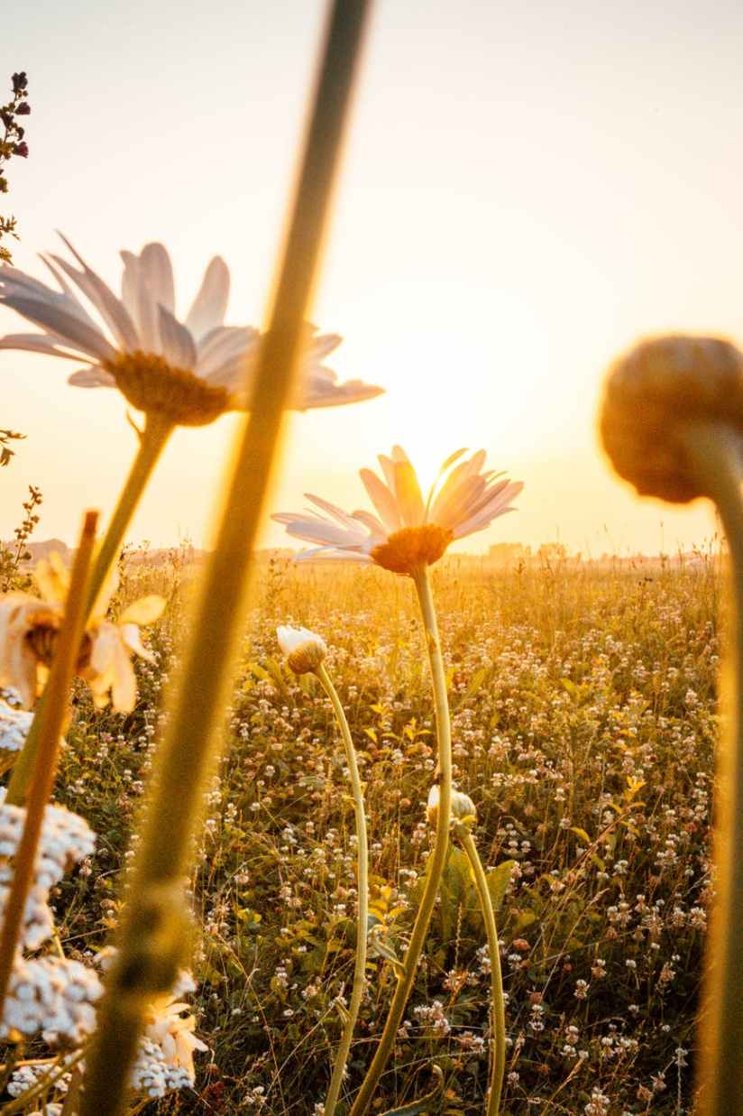 white petaled flowers on a sunny day